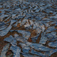 The Wider Image: Dying "Mother Ganges": holy river succumbs to pollution